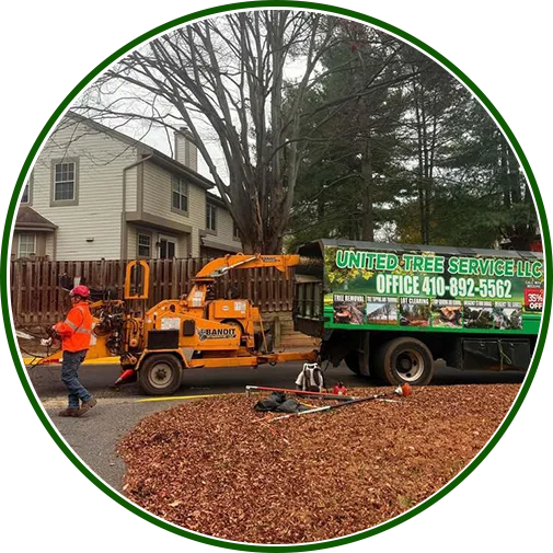 tree-removal-pasadena-image2