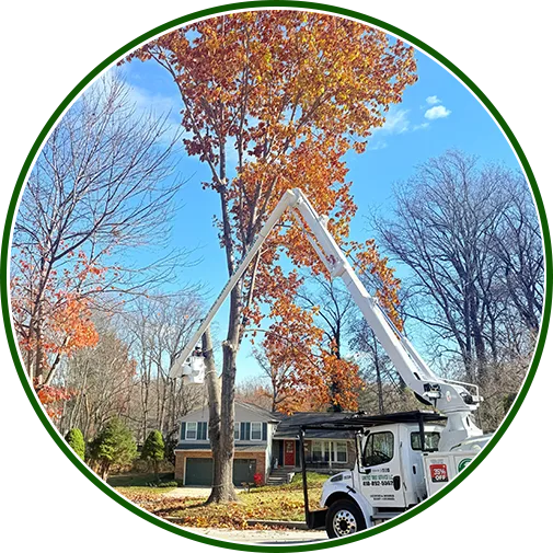 tree-removal-severn-image1