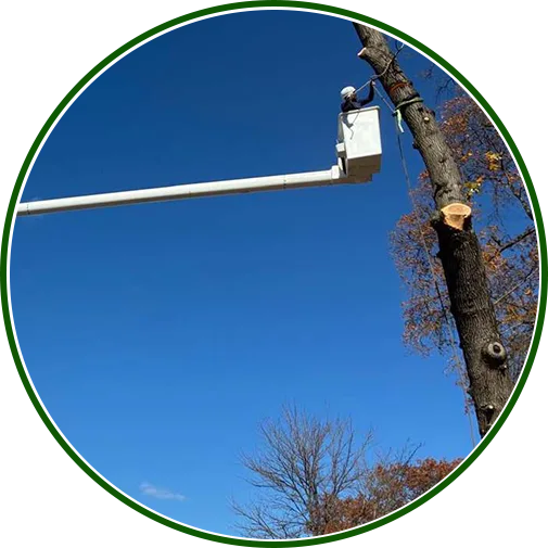 tree-removal-severn-image2