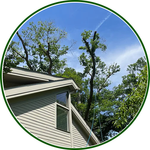 tree-trimming-columbia-image1