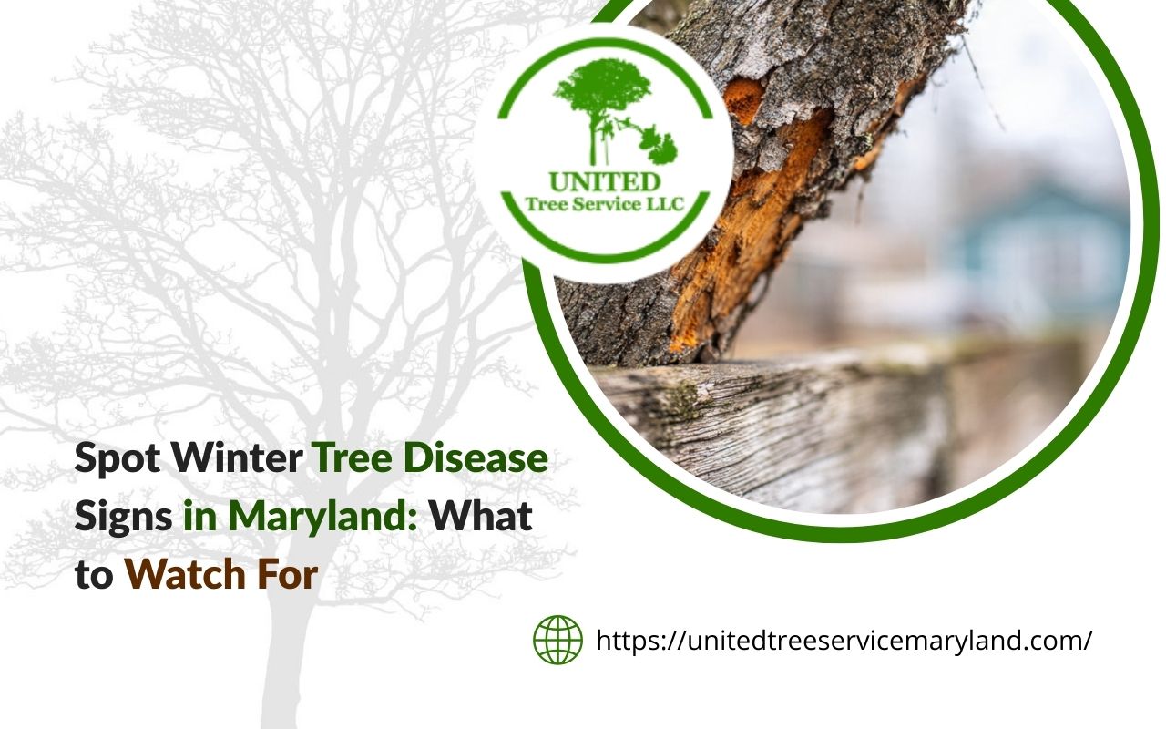 Winter tree disease signs in Maryland showing cankers on a tree trunk