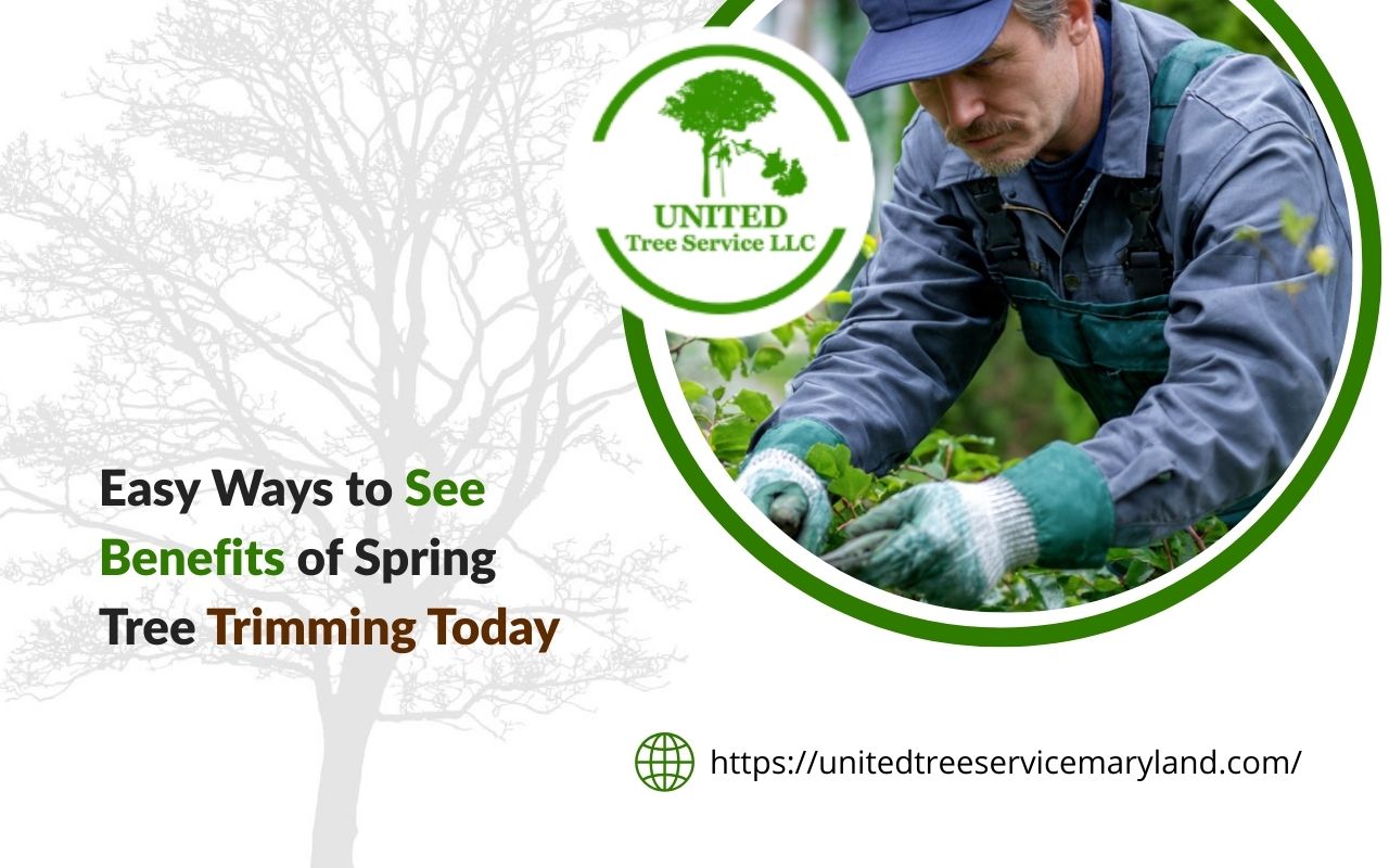 benefits of spring tree trimming for a healthy and clean residential yard