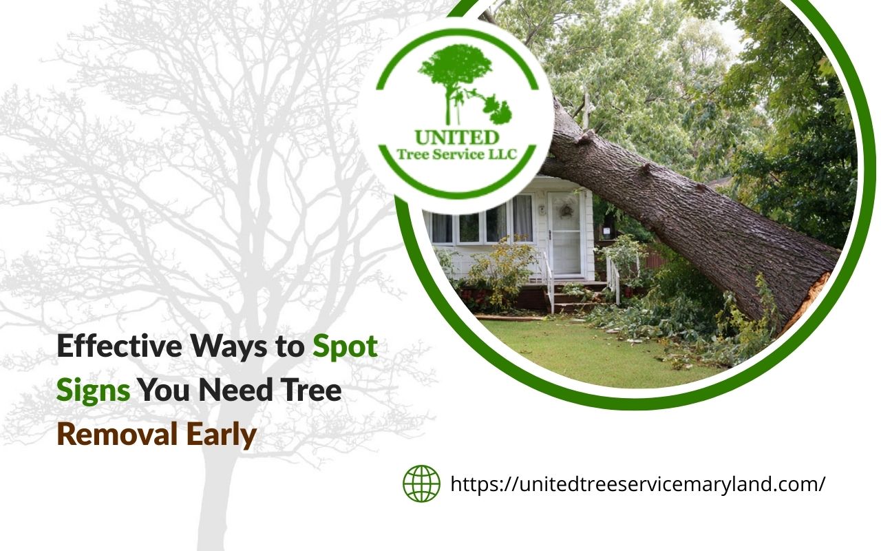 leaning backyard tree showing clear signs you need tree removal near a house