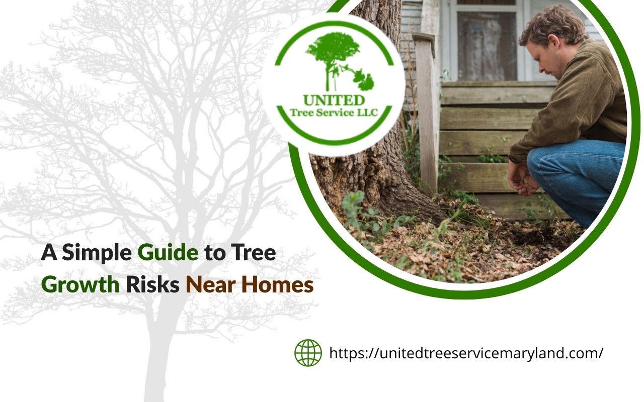 Homeowner checking tree growth risks near homes close to a foundation