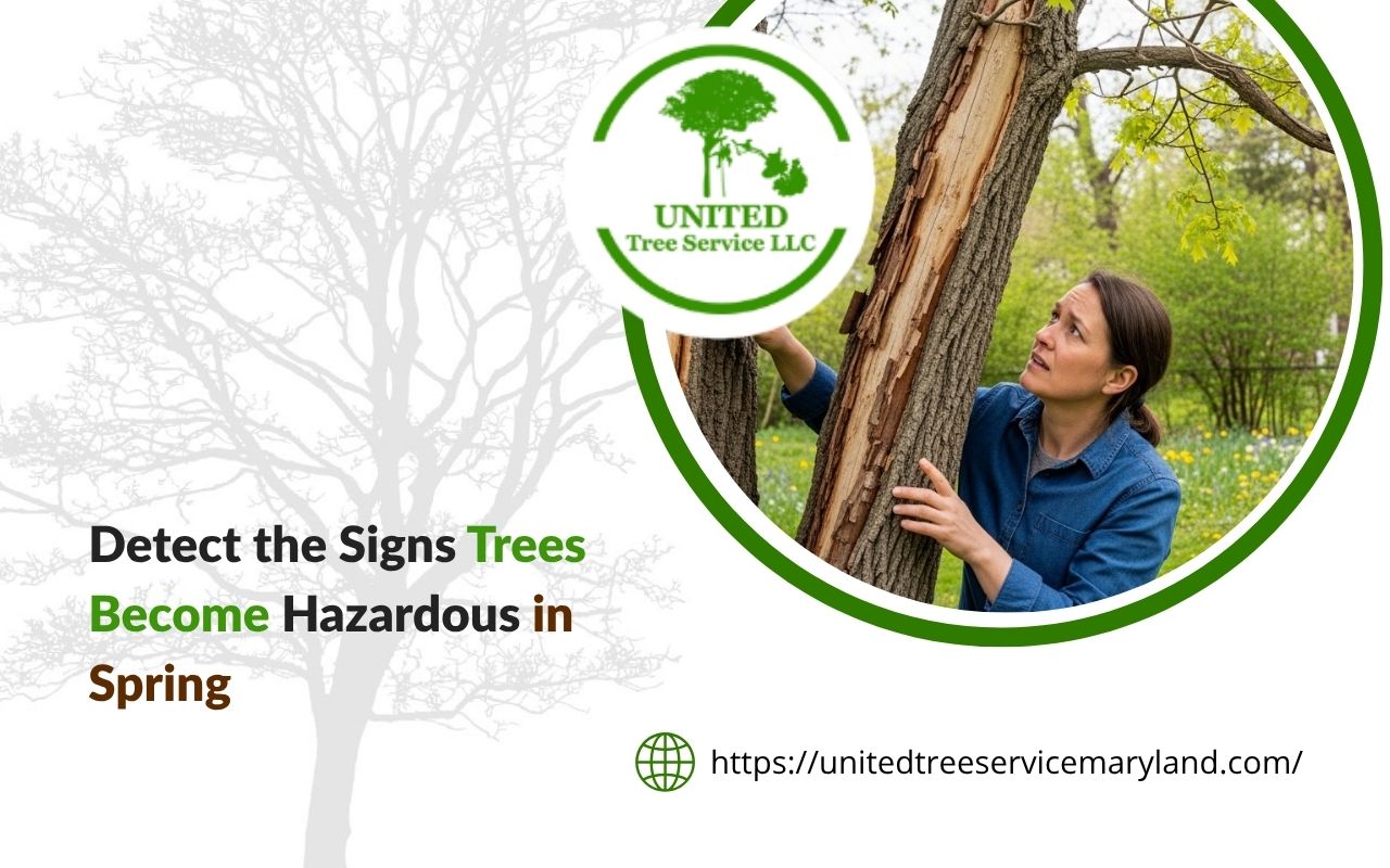 Homeowner checking signs that trees become hazardous in spring in a backyard