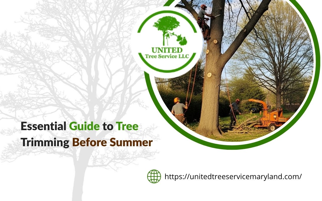 Professional pruning to prevent summer tree stress in Maryland