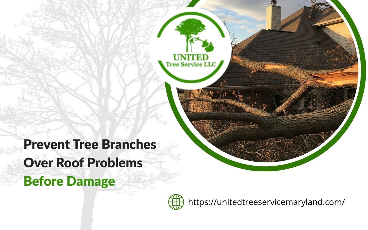 Tree branches over roof showing a home safety concern