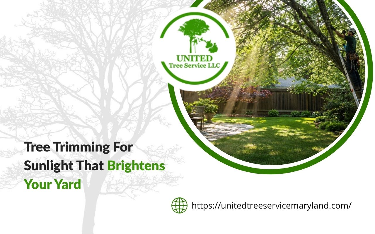 Tree trimming for sunlight supporting better lawn health