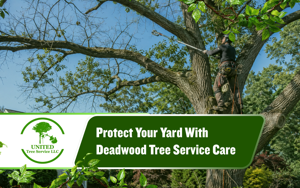 Deadwood tree service removing weak branches from a mature tree