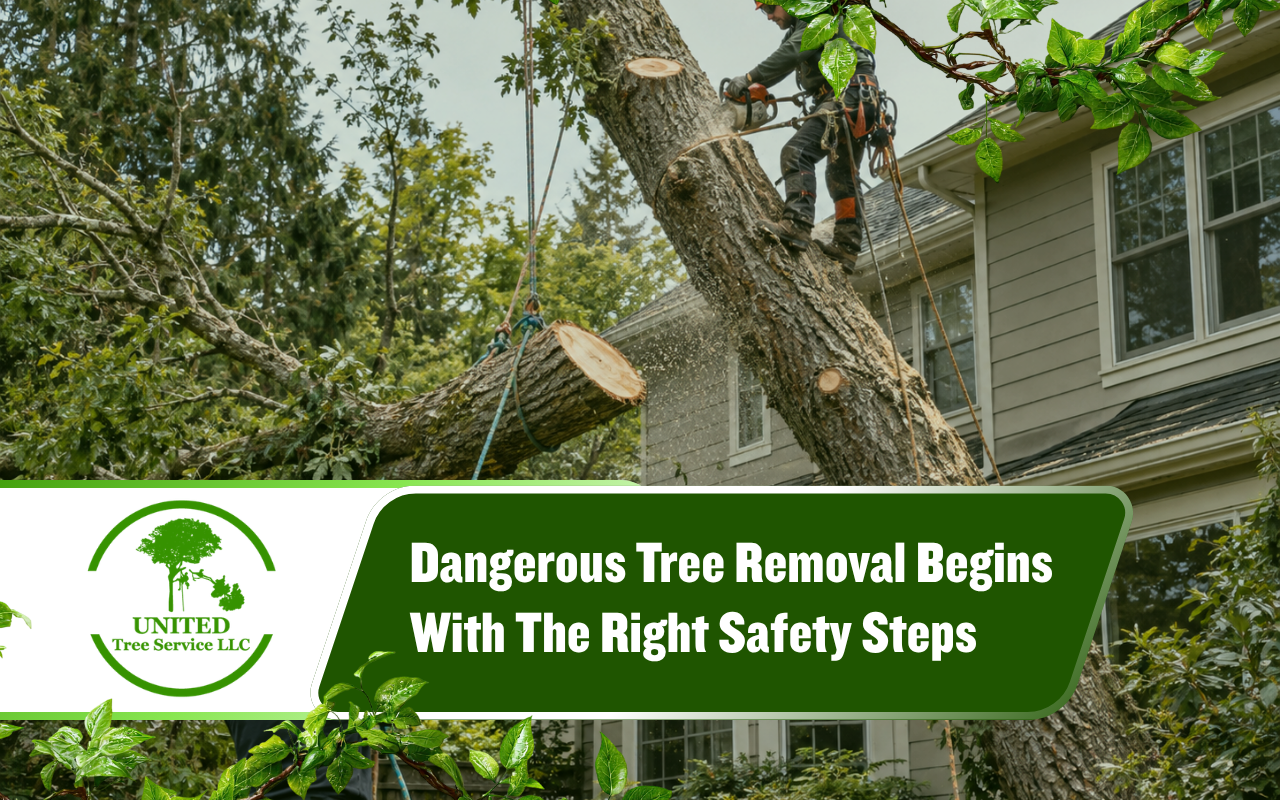 Dangerous tree removal near a residential property