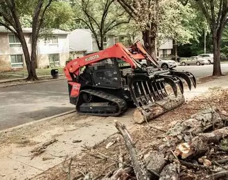 All Types of Tree Services
