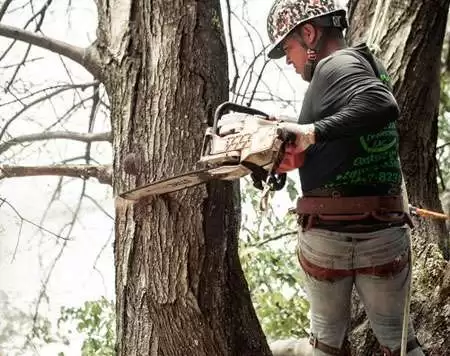 Tree Removal
