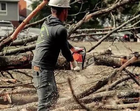 Tree Trimming