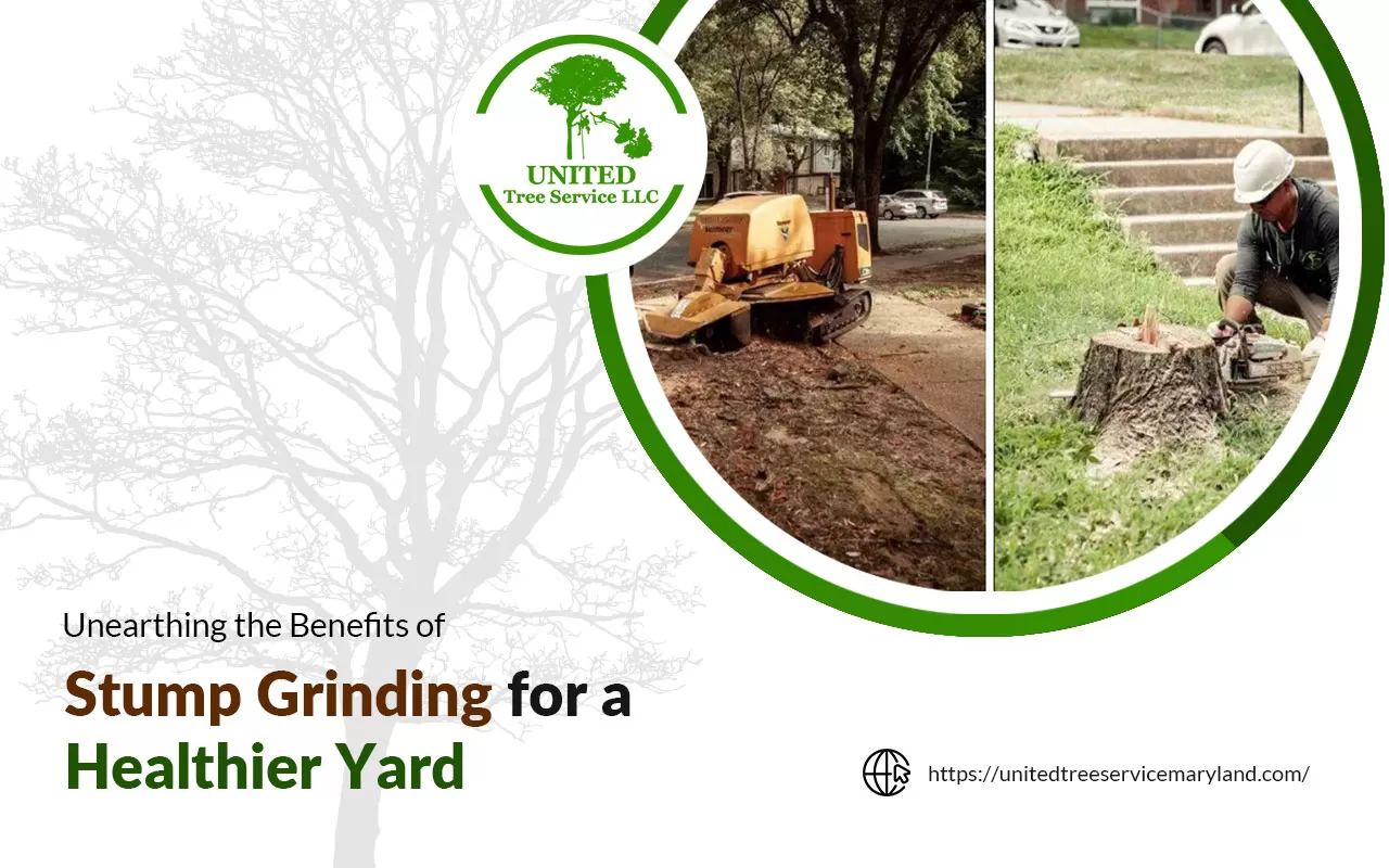Benefits of stump grinding enhancing yard health and aesthetics