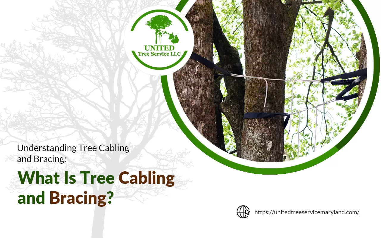 Essential Steps in Tree Cabling and Bracing by United Tree Service, LLC