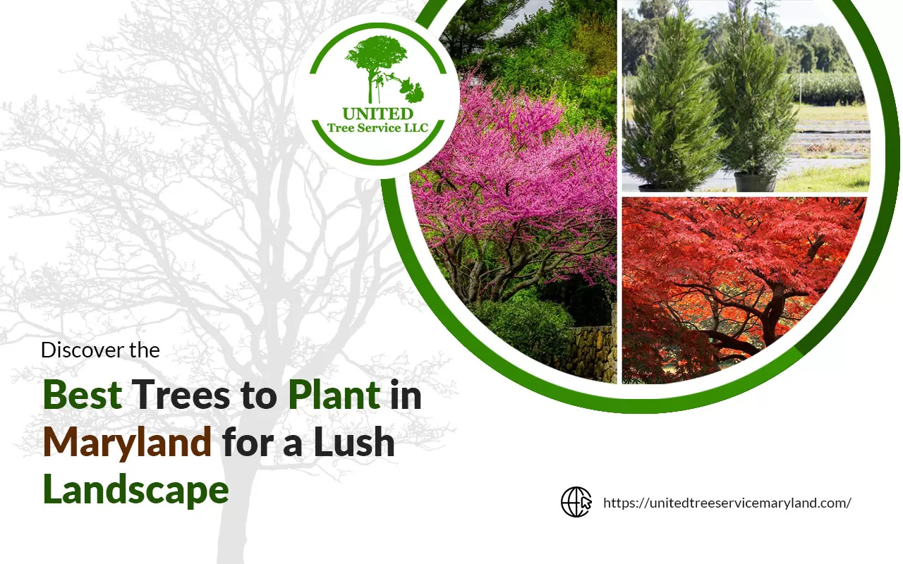 A lush Maryland landscape featuring a variety of the best trees to plant for vibrant growth and sustainability.