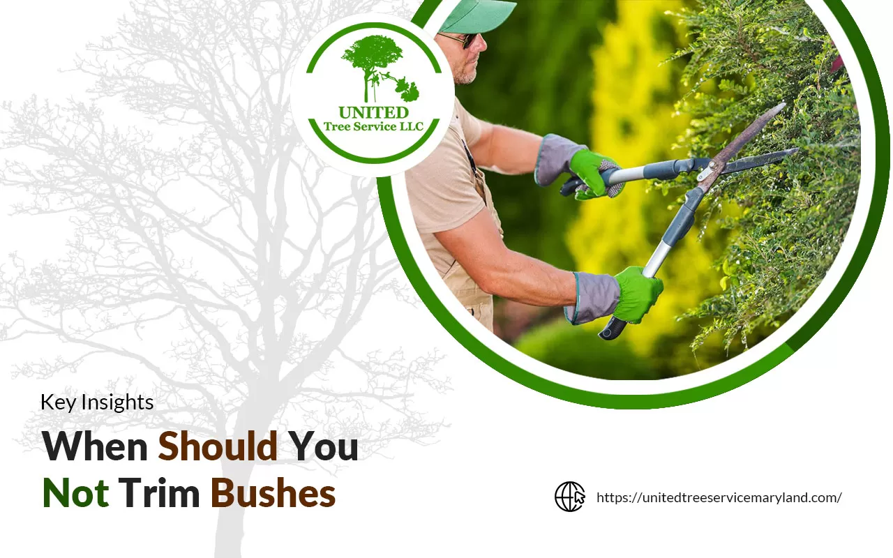 When should you not trim bushes