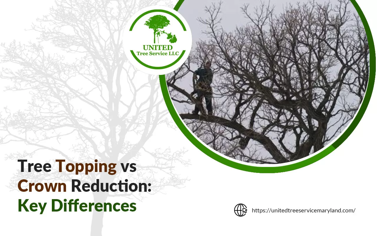 Tree Topping vs Crown Reduction.