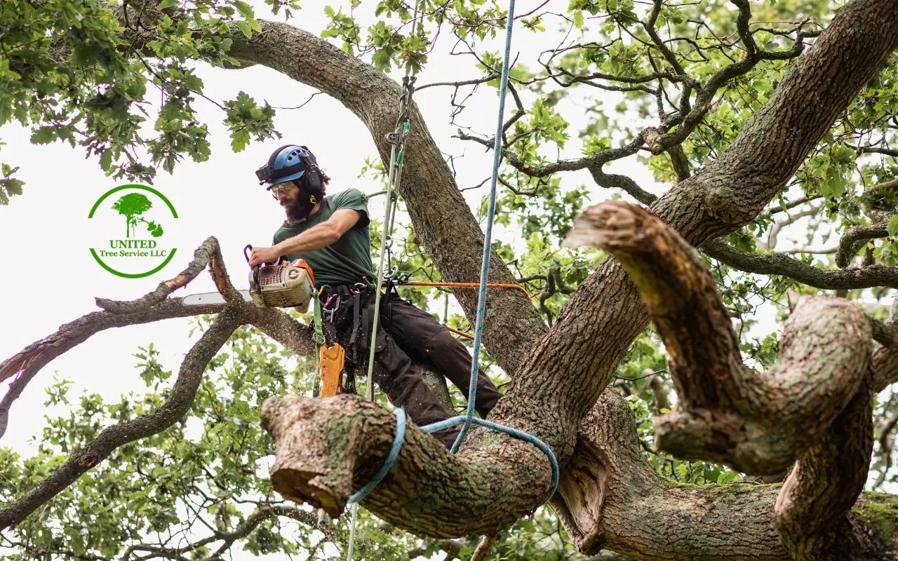 Emergency tree removal in Baltimore after a severe storm.