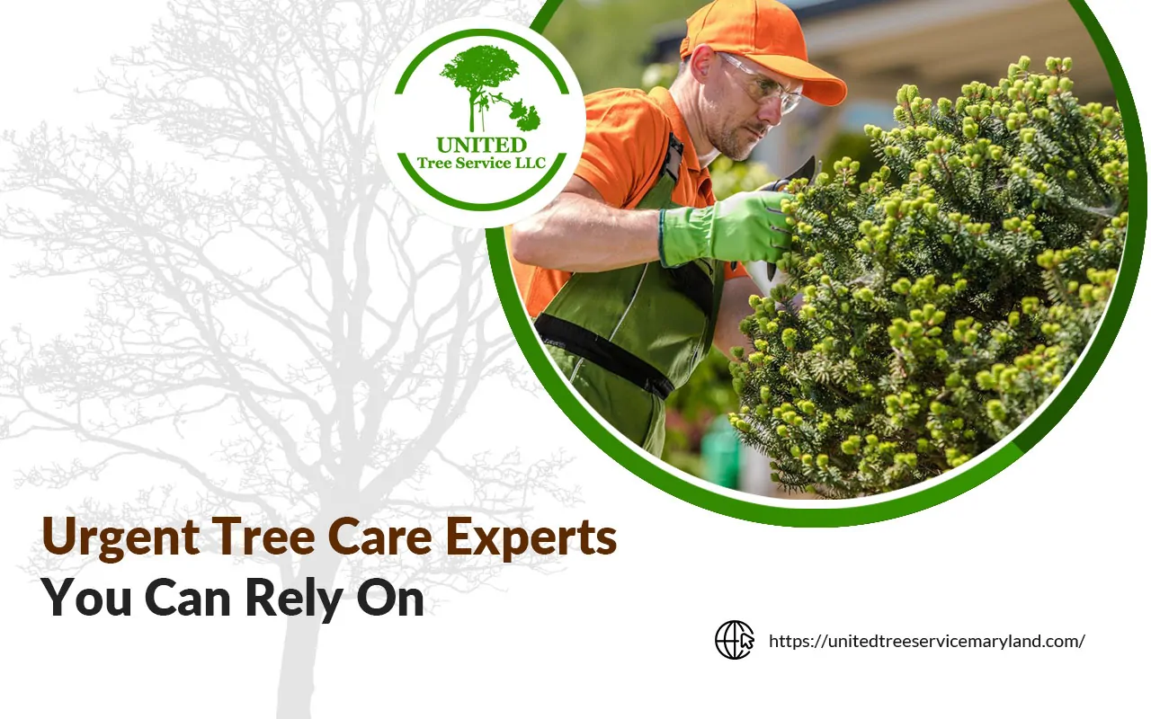 Certified urgent tree care experts working in Baltimore yard