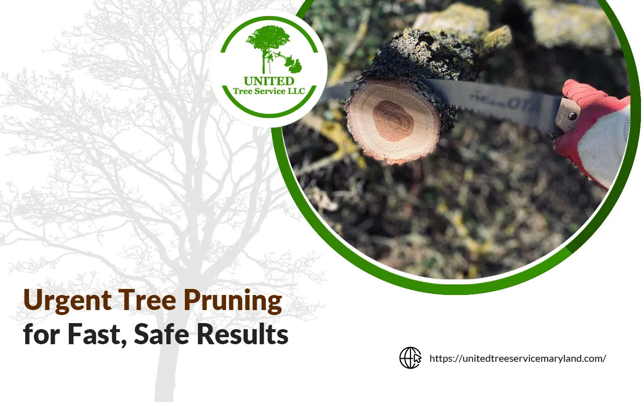 Tree pruning specialist removing hazardous limbs after a storm