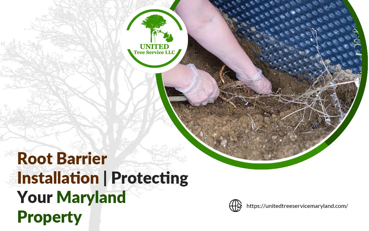 Installing a root barrier next to a Maryland home foundation