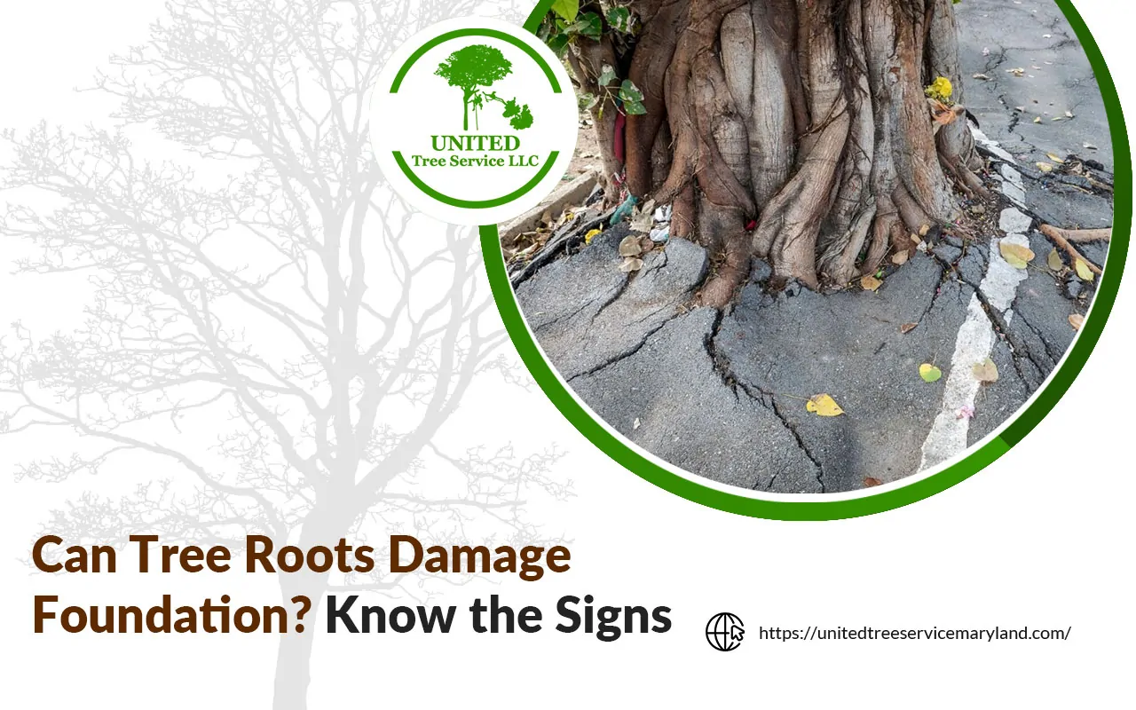 Tree roots growing near the base of a home's foundation in Maryland