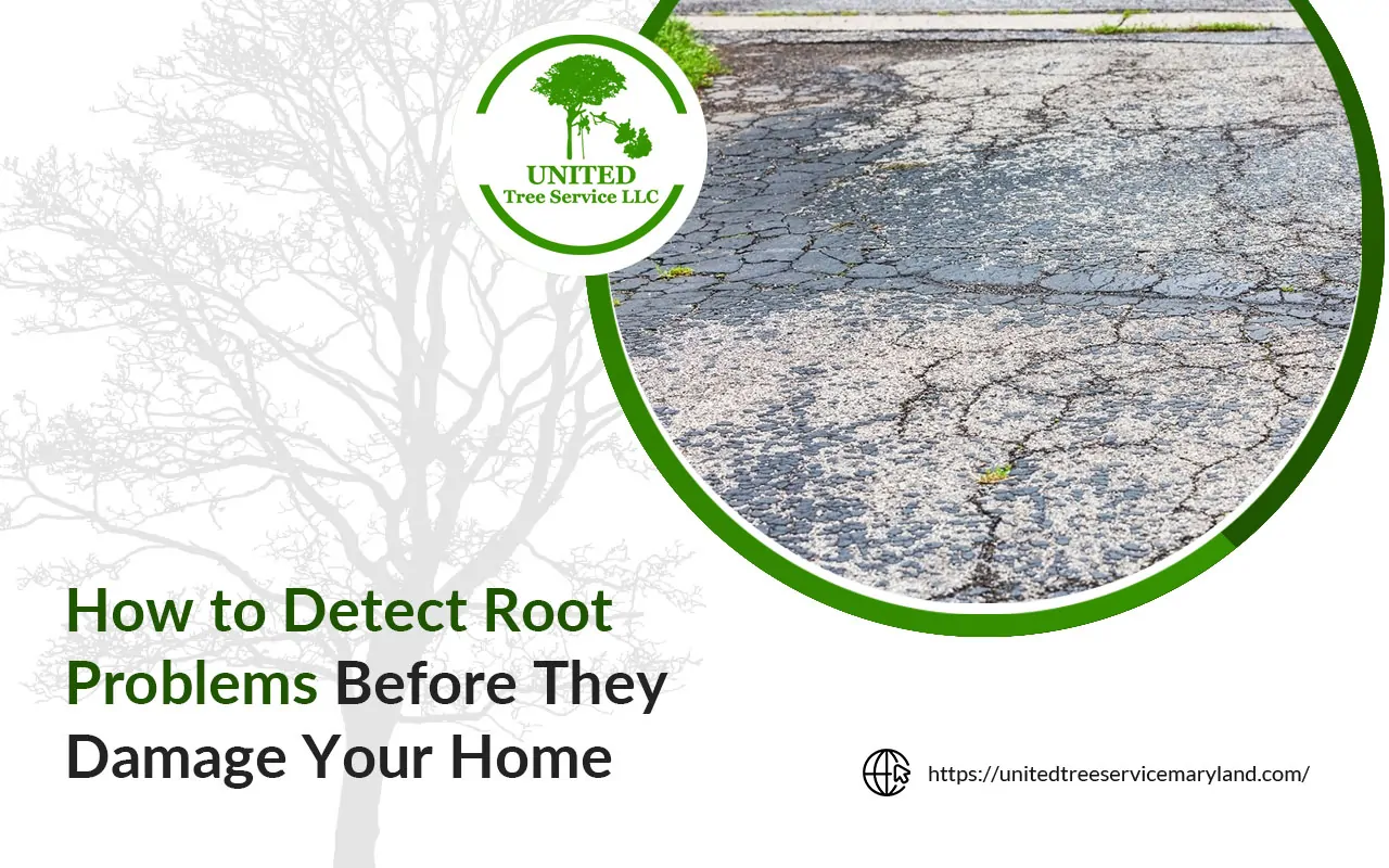 Concrete driveway with cracks caused by underground tree roots