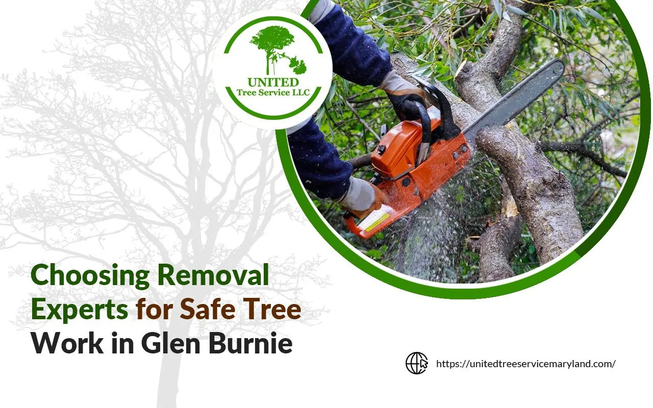 Certified tree removal expert preparing to cut a tree safely