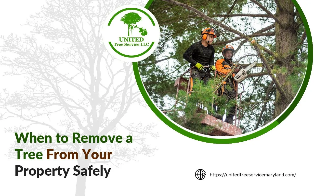 Certified arborist cutting down a tree with safety gear