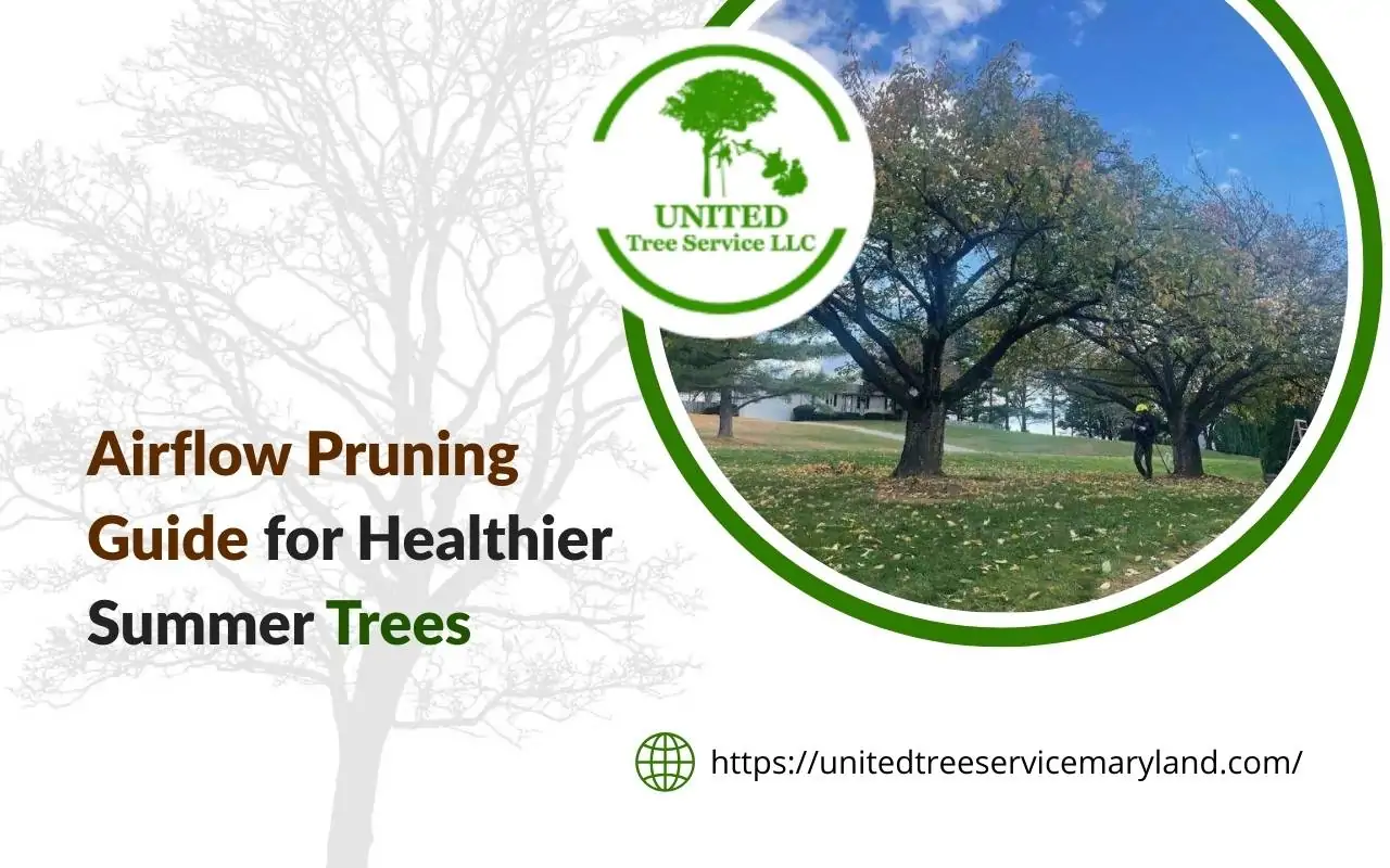 Tree being pruned to improve airflow during a hot summer day
