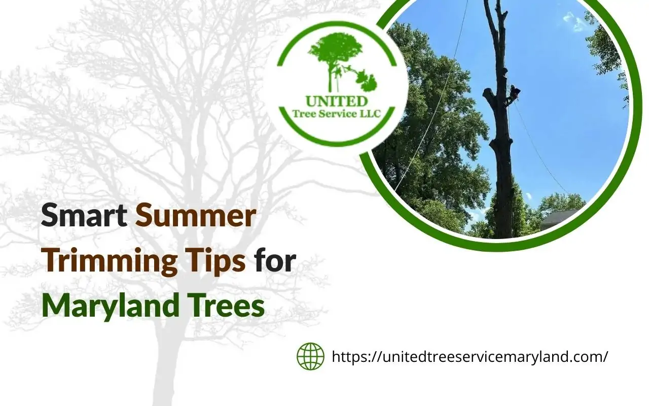 Person trimming tree branches early in the morning during summer