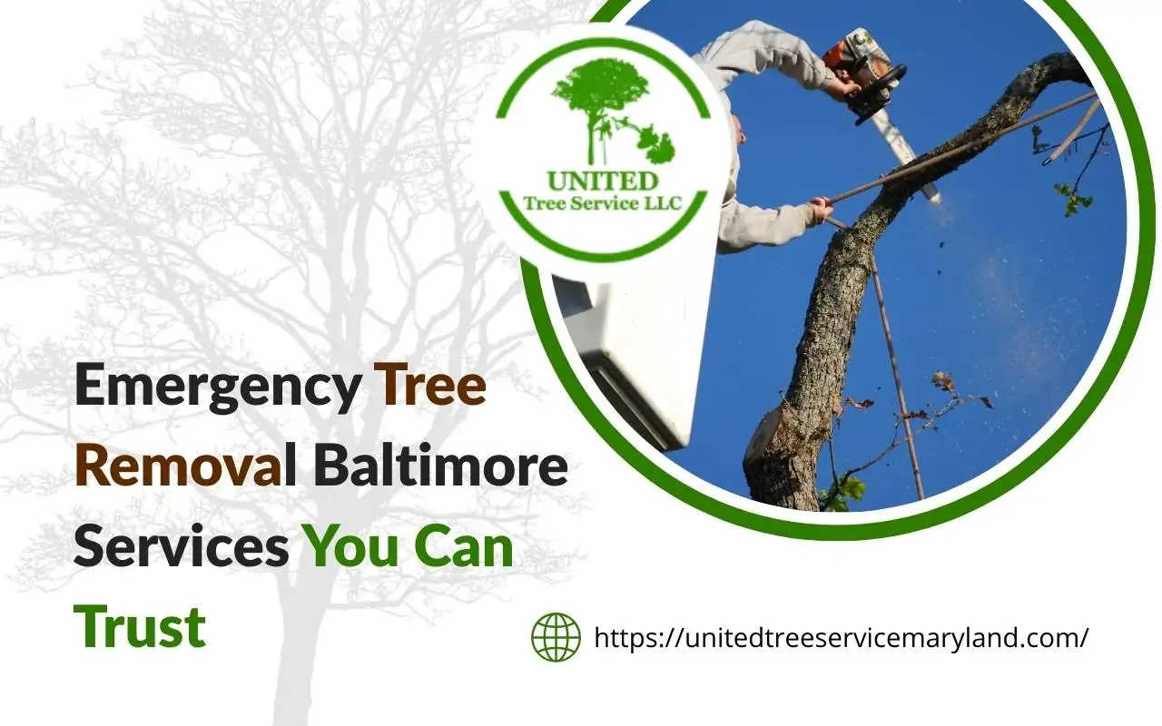 mergency tree removal Baltimore professional service
