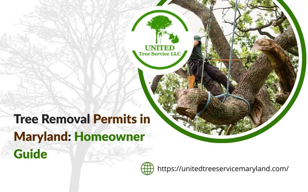 Maryland tree removal permit guide for homeowners