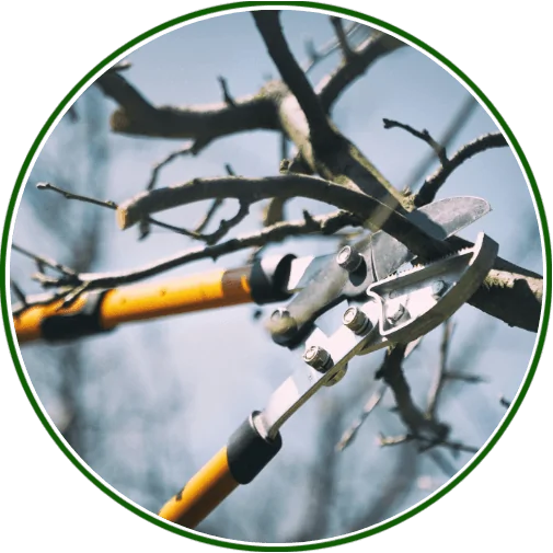 Pruning Best Practices