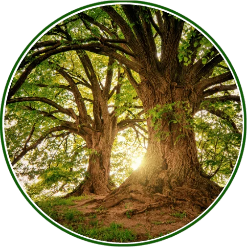 Tree Health & Maintenance