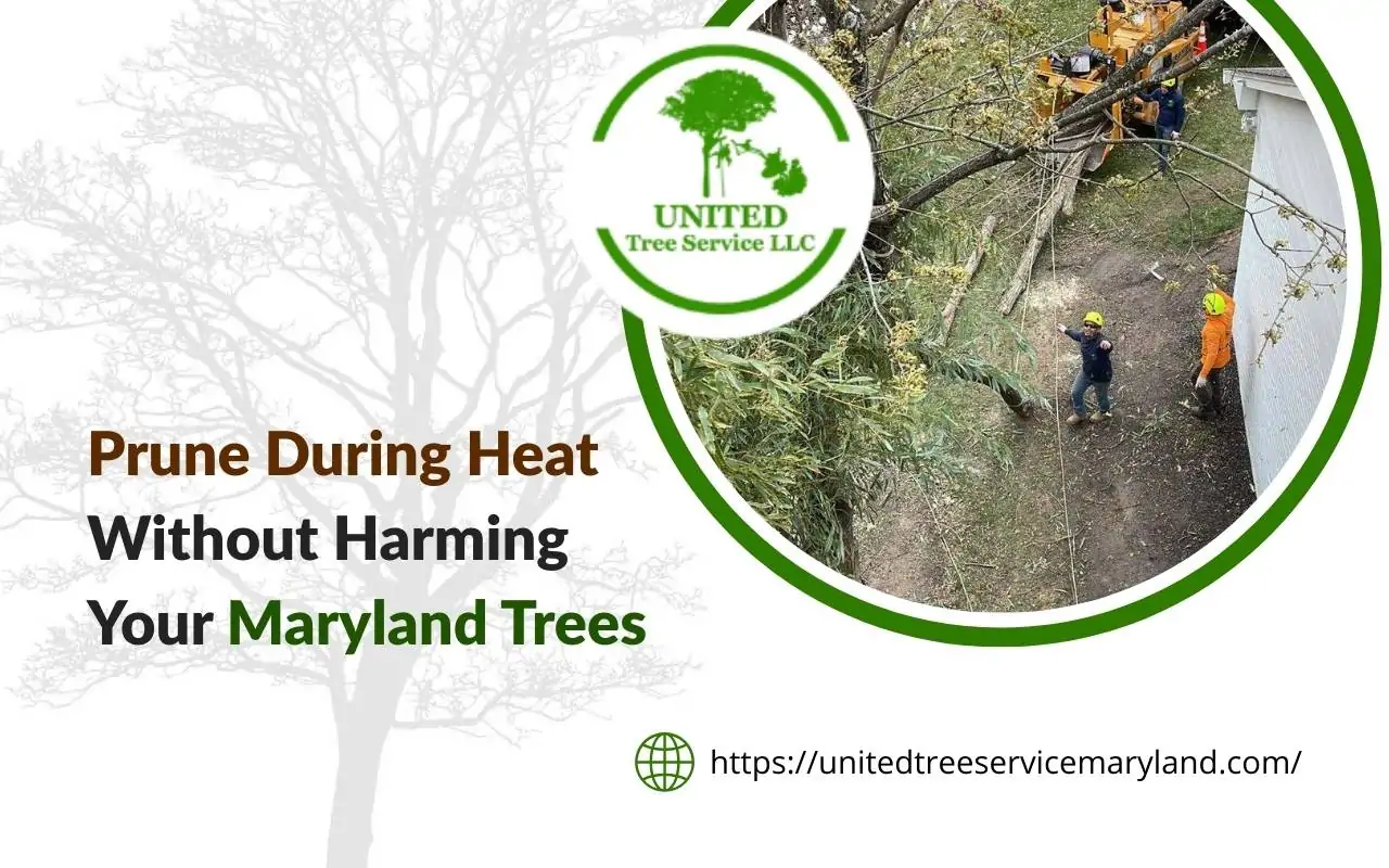 Tree being pruned carefully in hot summer weather