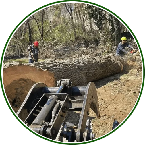 Trust Experts for Tree Removal in Columbia, MD Today