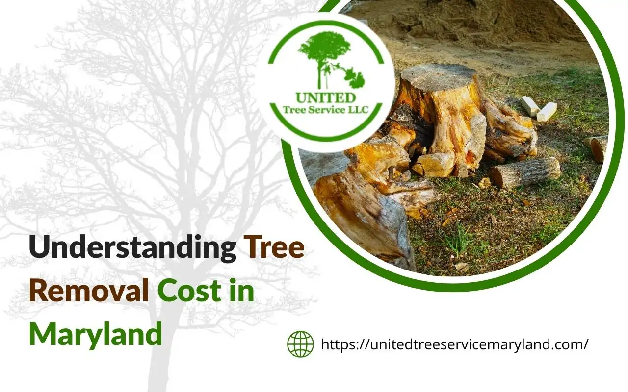Tree removal cost Maryland explained for homeowners.