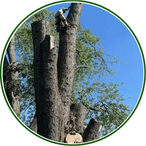 Experience the Benefits of Tree Trimming in Glen Burnie, MD