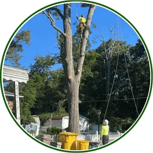 Act Now and Save with Tree Trimming in Glen Burnie, MD