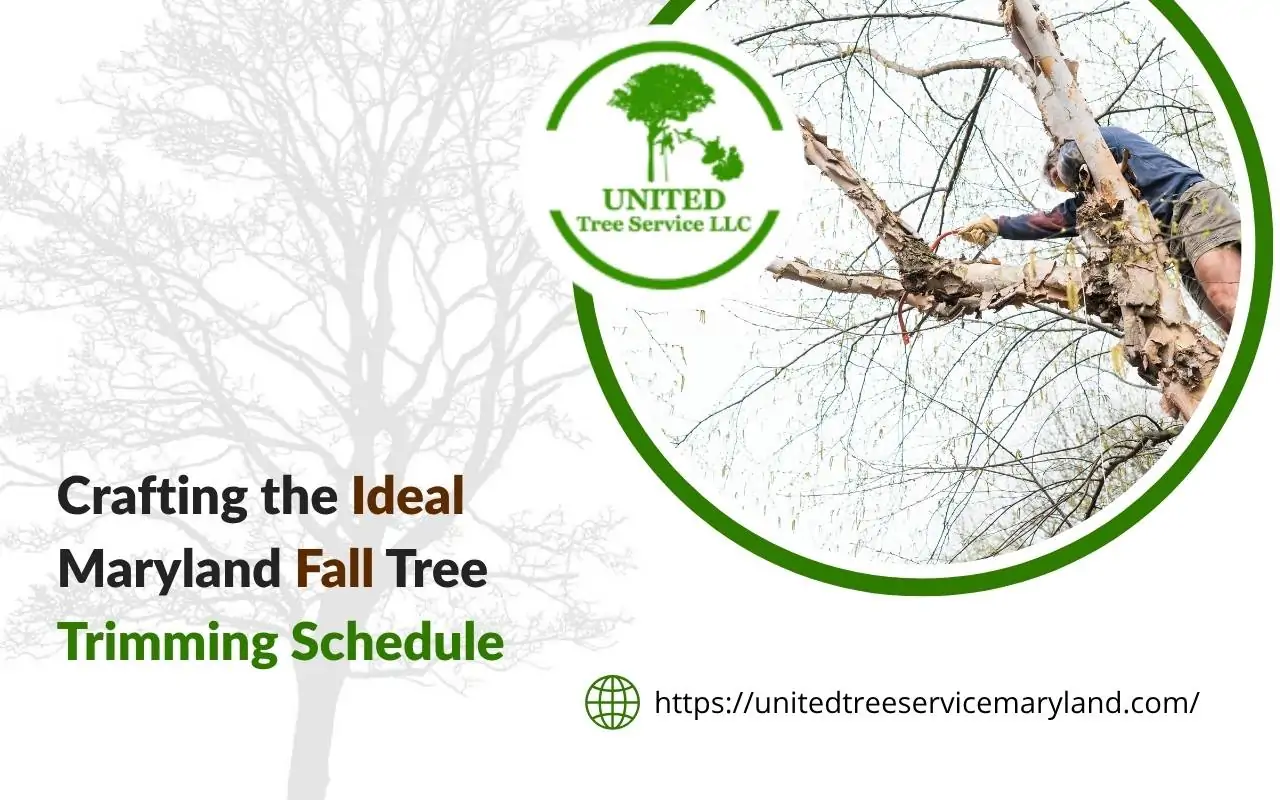 Professional arborist working on a maryland fall tree trimming schedule