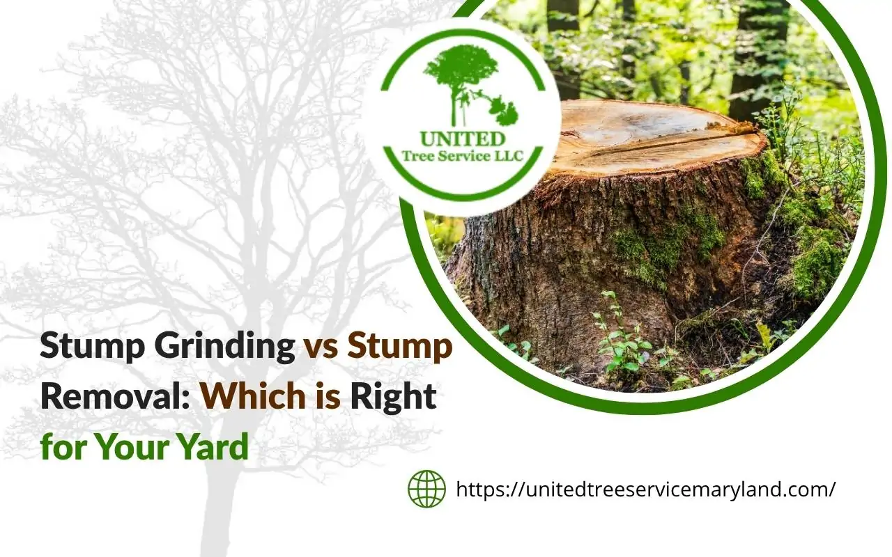 Understanding the stump grinding vs stump removal process in residential yards