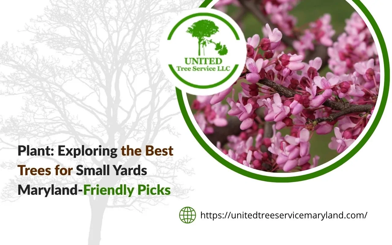 Eastern Redbud as a perfect choice for best trees for small yards Maryland