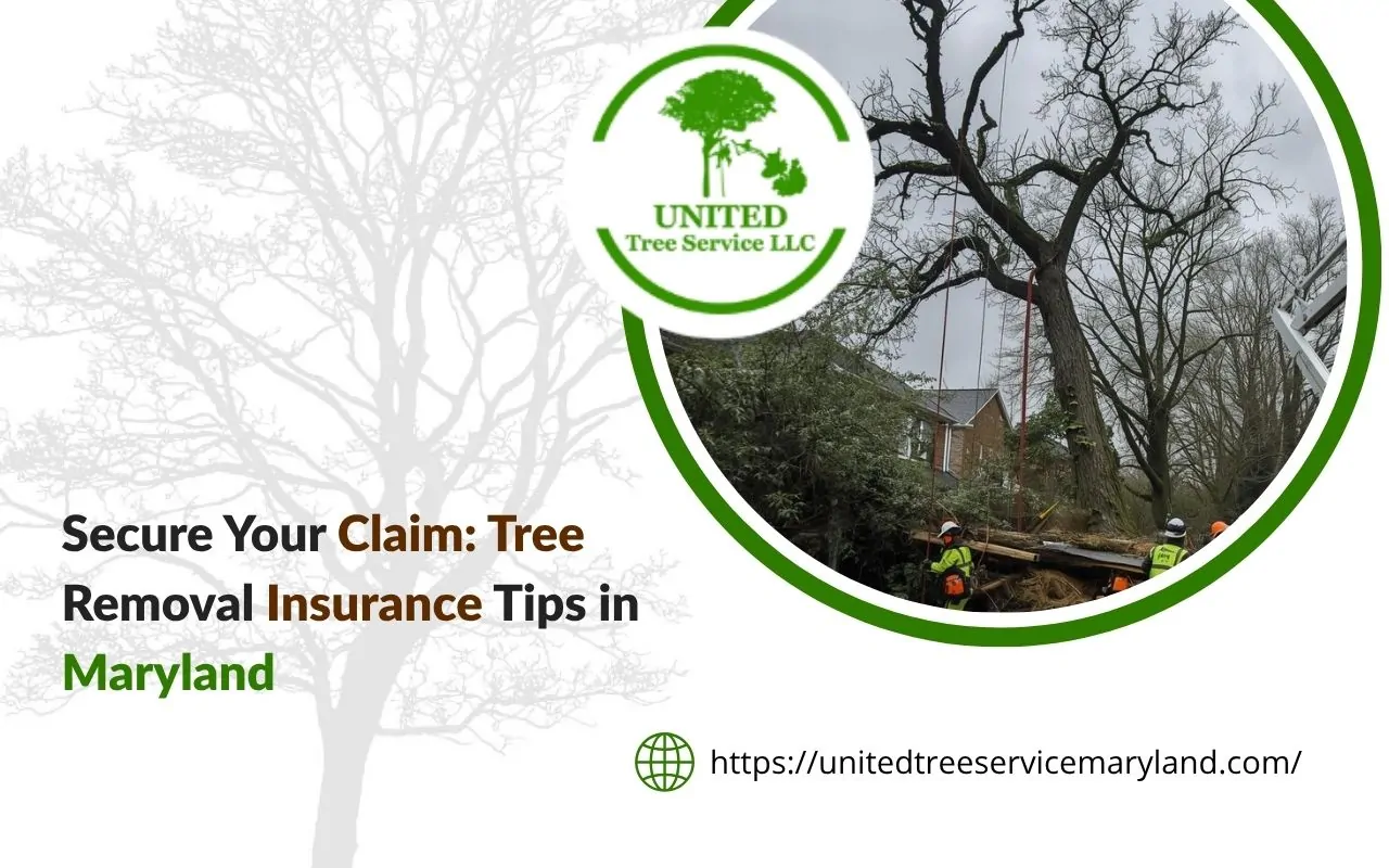 Storm-damaged tree removal covered by insurance in Maryland