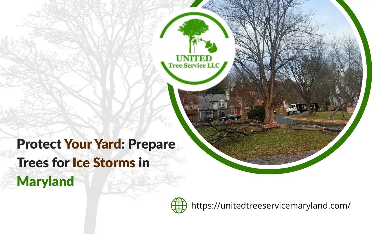 Practical ways to prepare trees for ice storms in Maryland by pruning weak limbs, reducing hazards, and protecting homes and yards from winter damage.