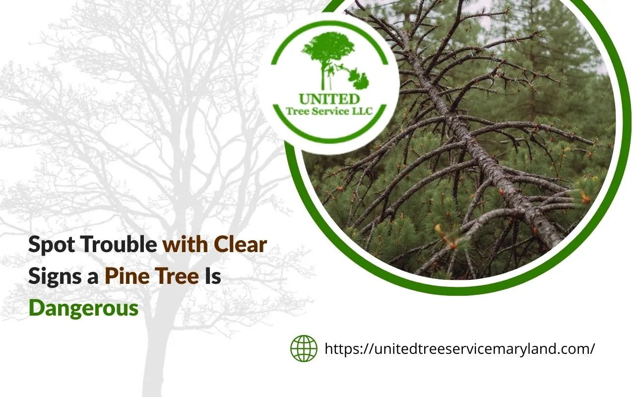 Pine tree with a dead top and browning needles, highlighting clear signs a pine tree is dangerous