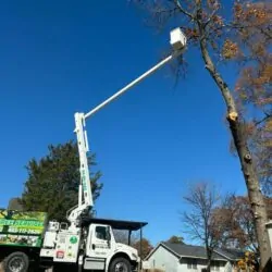 tree-removal-5