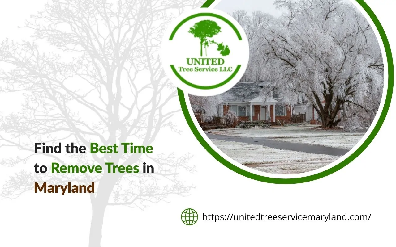 Best time to remove trees in Maryland during winter with frozen ground benefits and less yard damage