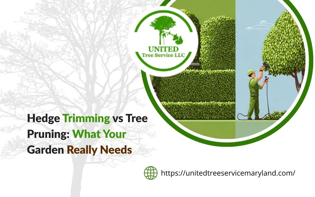 Hedge trimming vs tree pruning comparison showing hedge shearing and tree canopy pruning